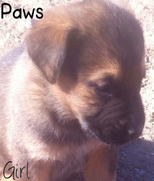 puppy_paws