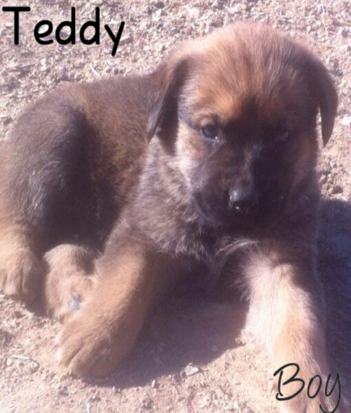 puppy_teddy