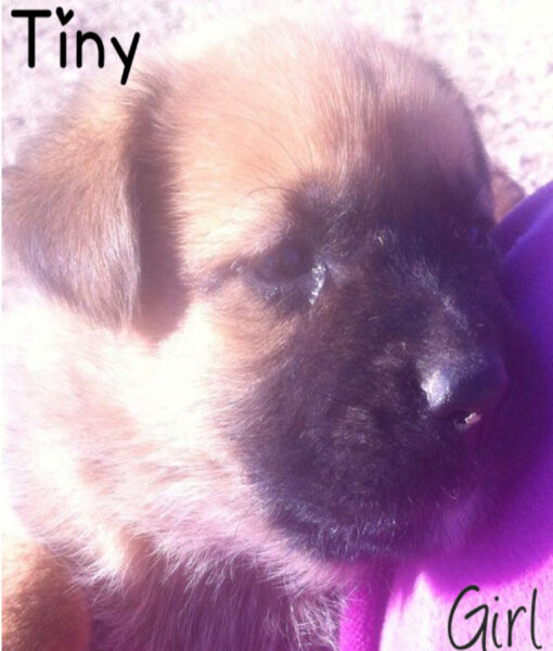 puppy_tiny