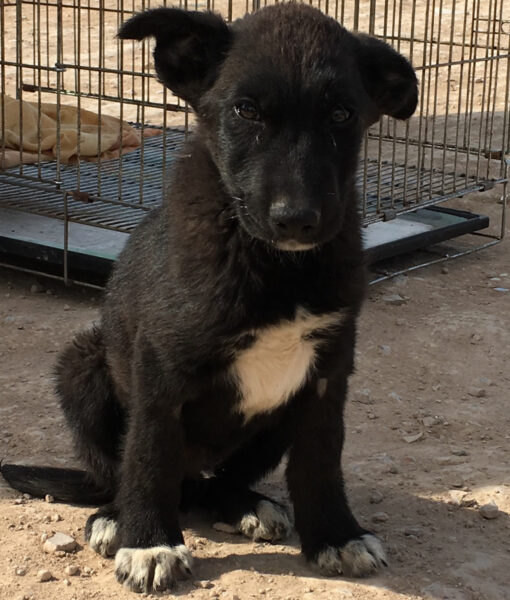 puppy_henry