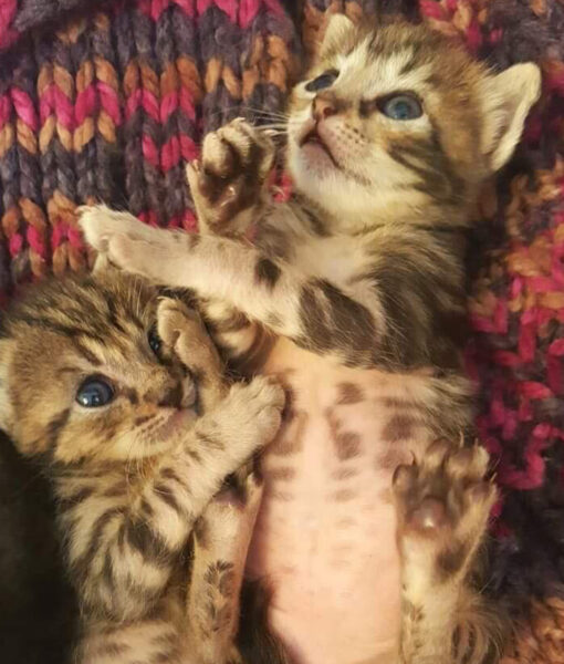 kitten_two-little-boys