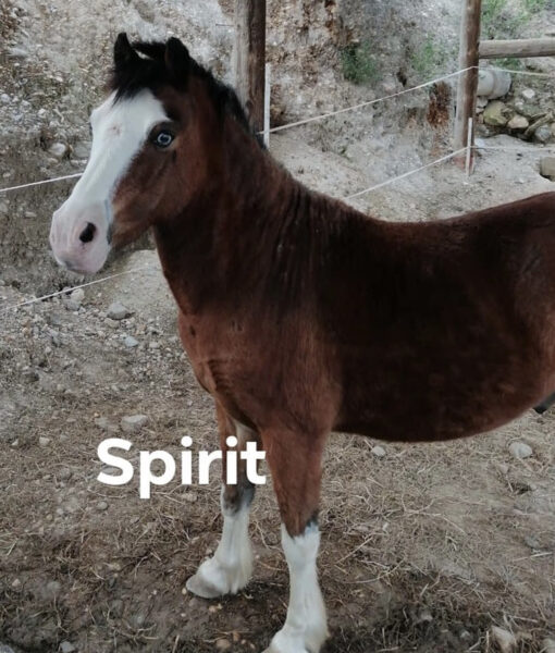 animal_spirit