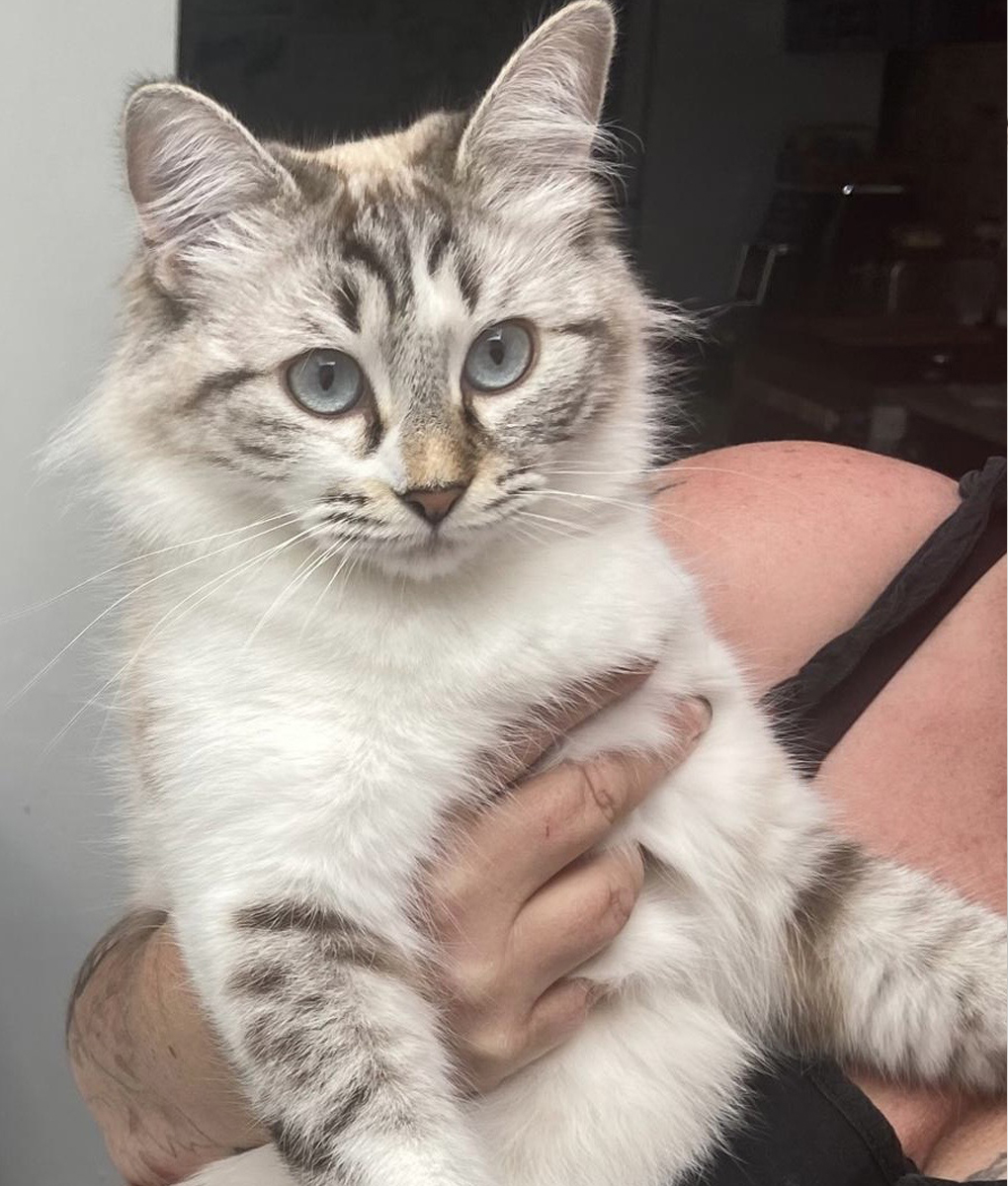 pets in spain, pets spain, dogs spain, cats spain, animals spain, cat rescue, dog rescue, animal rescue, cat rehoming, dog rehoming, animal rehoming, animal charity, dog charity, cat charity, pet charity, pet rehoming, pet rescue, la marina spain, alicante spain, spain