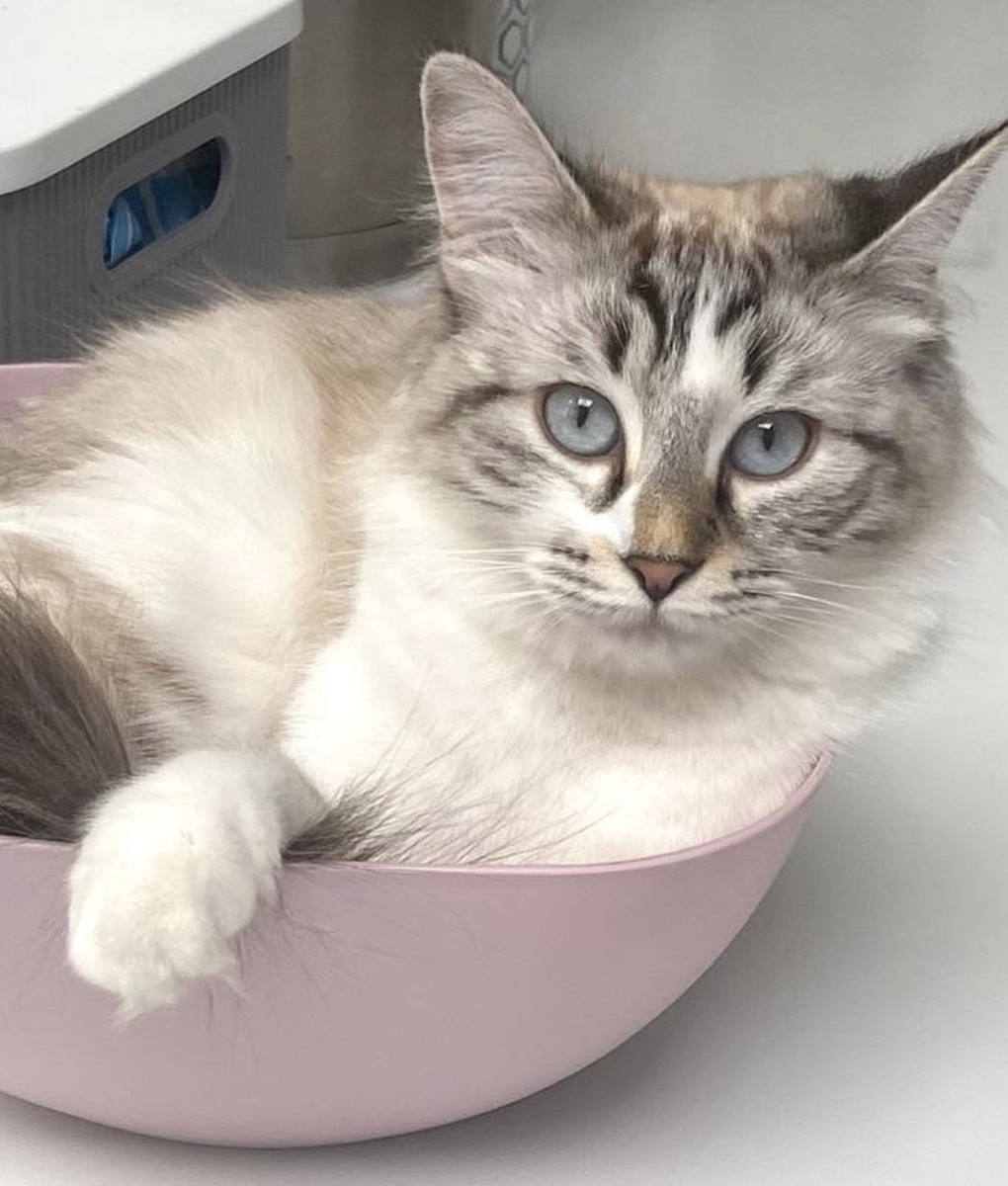 pets in spain, pets spain, dogs spain, cats spain, animals spain, cat rescue, dog rescue, animal rescue, cat rehoming, dog rehoming, animal rehoming, animal charity, dog charity, cat charity, pet charity, pet rehoming, pet rescue, la marina spain, alicante spain, spain