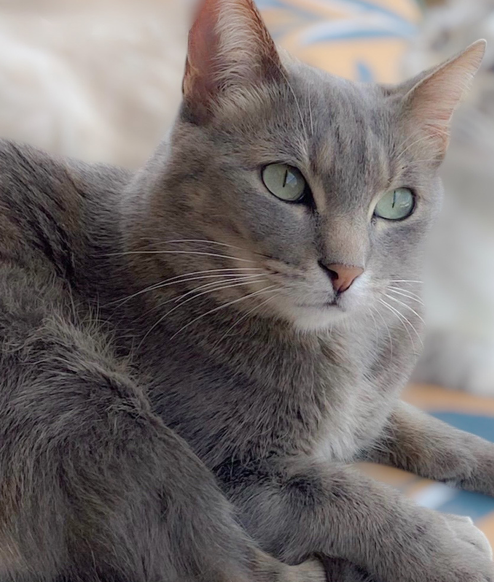 pets in spain, pets spain, dogs spain, cats spain, animals spain, cat rescue, dog rescue, animal rescue, cat rehoming, dog rehoming, animal rehoming, animal charity, dog charity, cat charity, pet charity, pet rehoming, pet rescue, la marina spain, alicante spain, spain