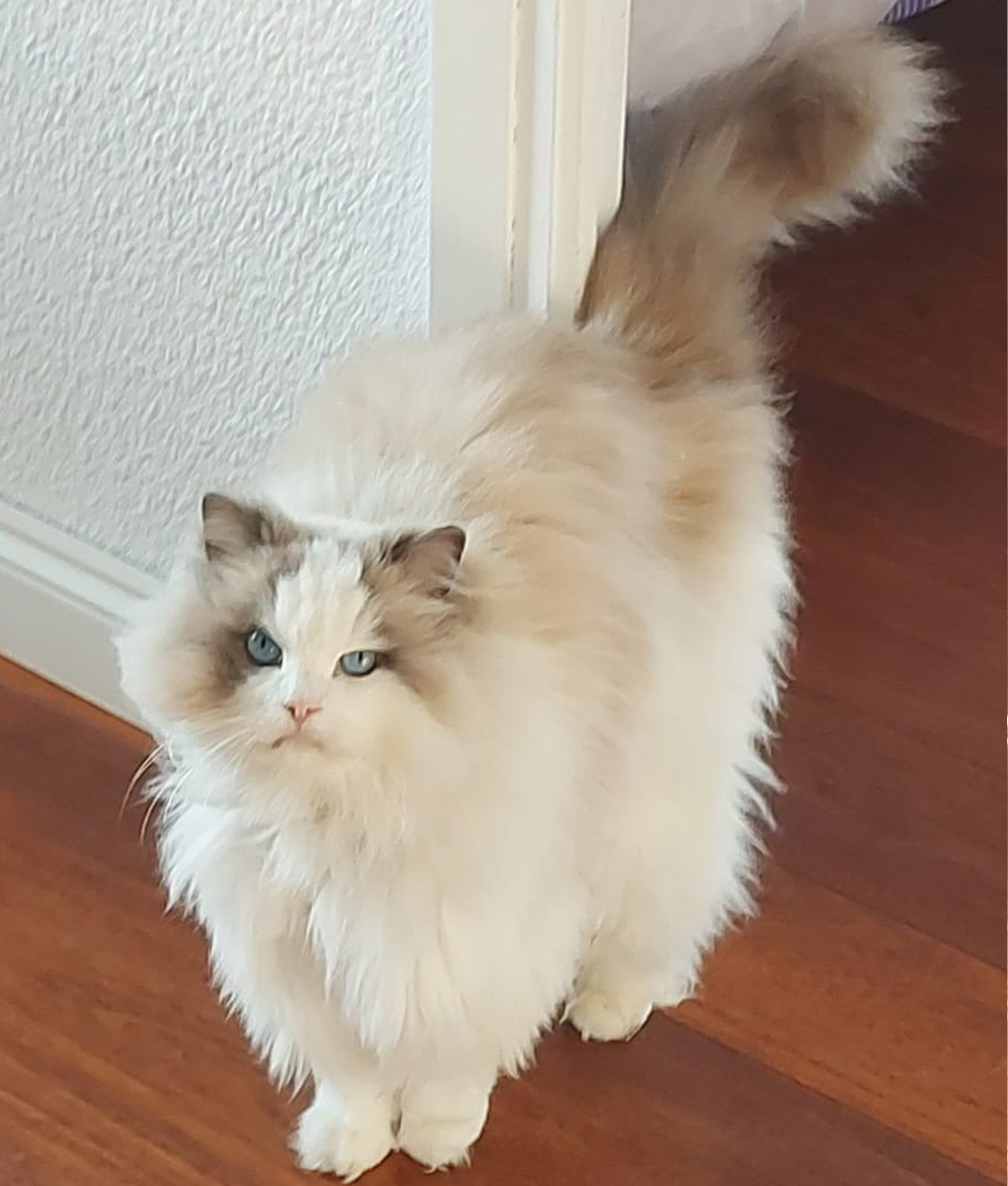 pets in spain, pets spain, dogs spain, cats spain, animals spain, cat rescue, dog rescue, animal rescue, cat rehoming, dog rehoming, animal rehoming, animal charity, dog charity, cat charity, pet charity, pet rehoming, pet rescue, la marina spain, alicante spain, spain