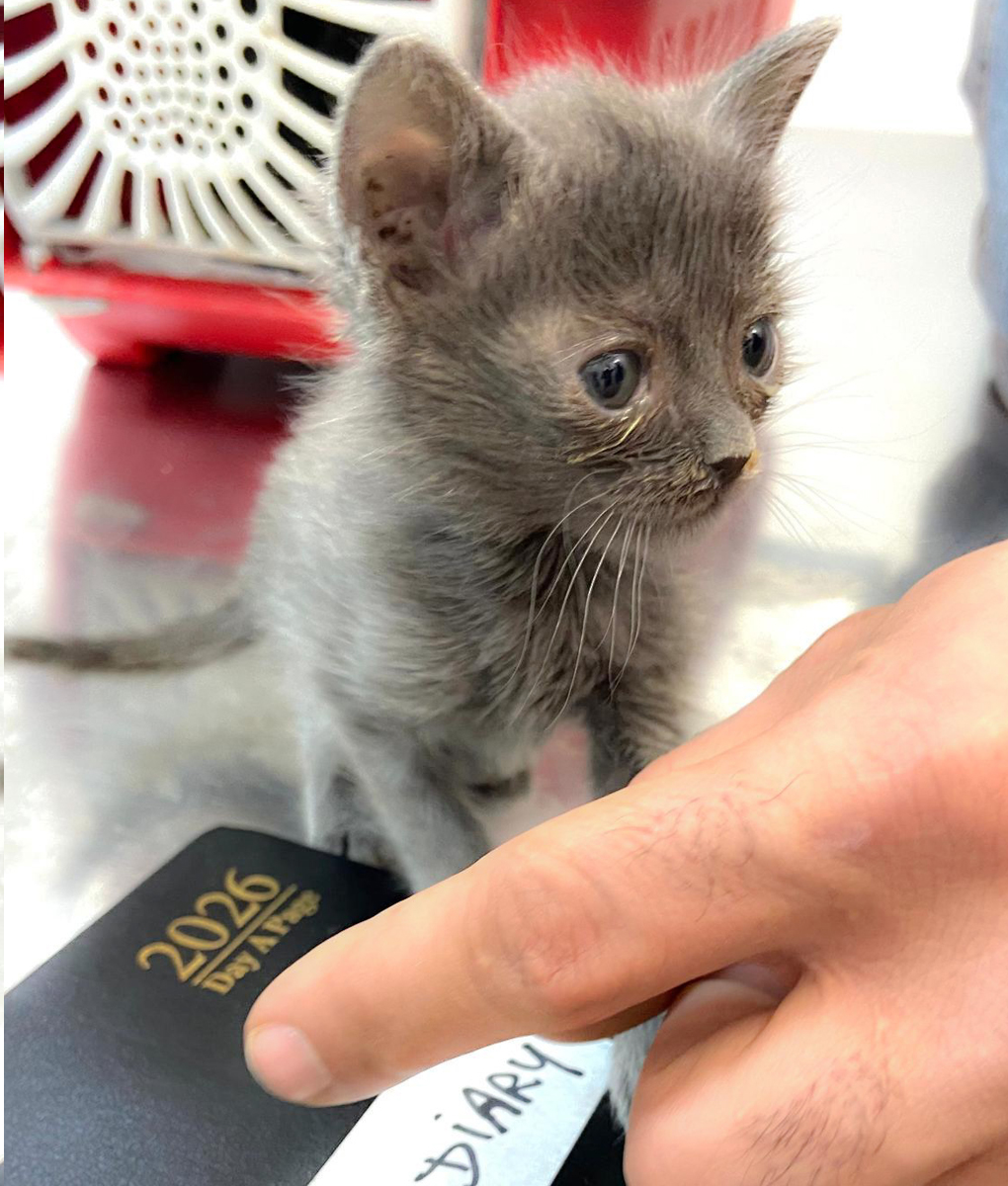 pets in spain, pets spain, dogs spain, cats spain, animals spain, cat rescue, dog rescue, animal rescue, cat rehoming, dog rehoming, animal rehoming, animal charity, dog charity, cat charity, pet charity, pet rehoming, pet rescue, la marina spain, alicante spain, spain